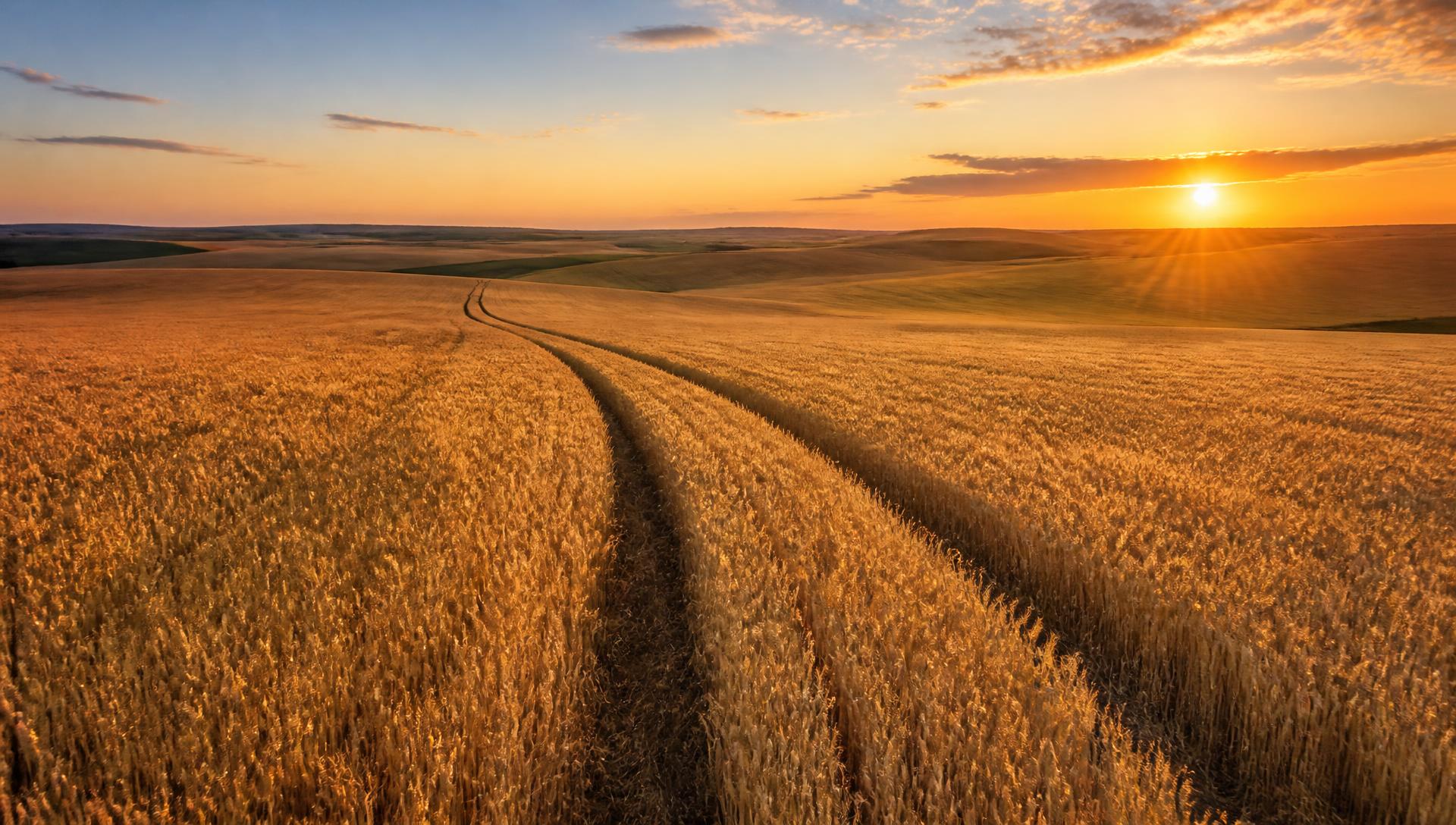 Aerial view of a ripe wheat field with equipment wheel tracks at sunset