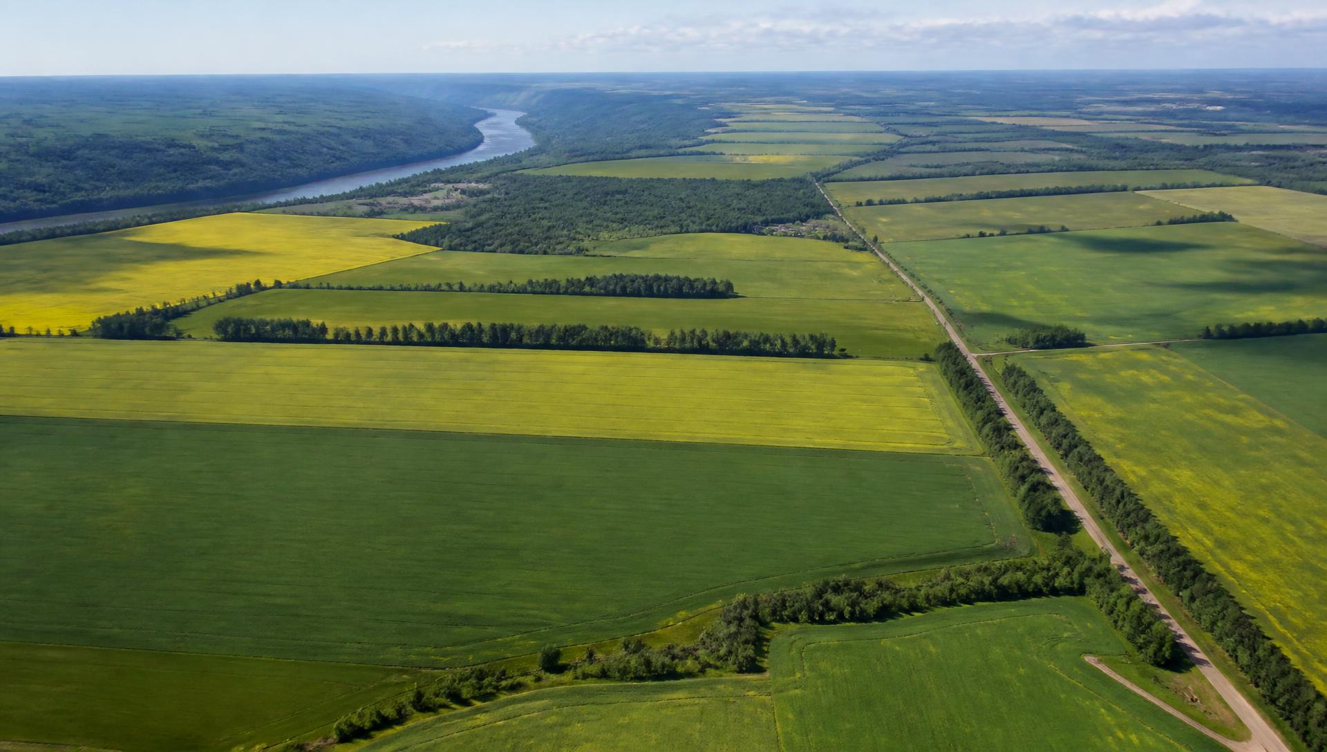 Aerial view of large grain and canola fields, shelterbelts and river valley in the Peace Country